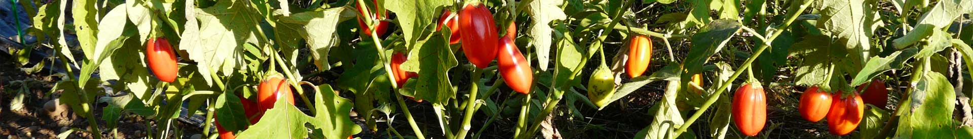aubergine-red_egg_plant.jpg