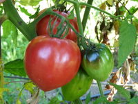 Tomate coeur de boeuf rose