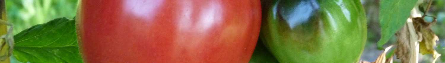 Tomate-coeur-de-boeuf-rose.jpg
